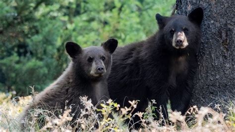 What to do about black bears | Humane World for Animals - balustradellc