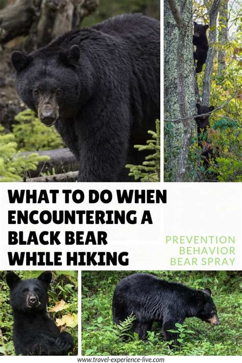 What To Do During A Black Bear Encounter - World … - balustradellc