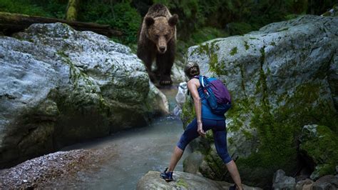 What to Do If You Encounter a Bear While Hiking - Animals Around The Globe - balustradellc