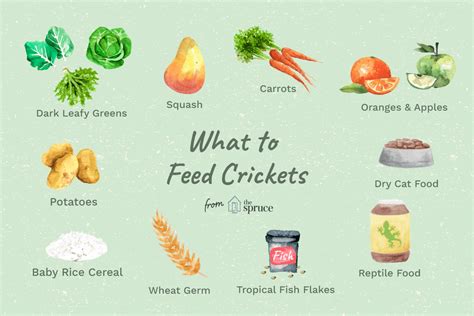 What To Feed Crickets For Breeding - balustradellc