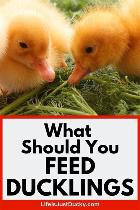What To Feed Ducklings For Happy Healthy Baby Ducks. - raincitystudios.com