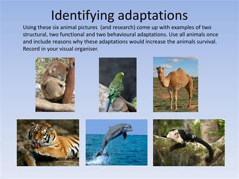 What types of adaptations would help organisms living in the high ... - muktibox.com
