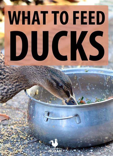 What You Can and Cannot Feed Ducks {with PDF Checklist} - raincitystudios.com