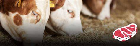 What You Need to Know About Cattle Fattening - raincitystudios.com