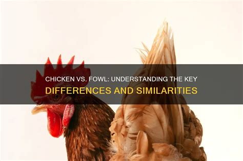 whats the difference between jungle fowl and regular fowl - balustradellc
