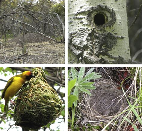 When Do Birds Start Building Nests - balustradellc