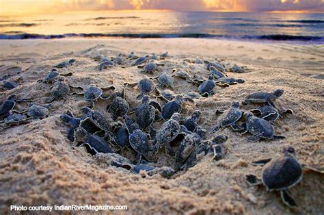 When Do Sea Turtles Nest - muktibox.com