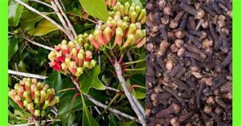 When Do You Plant Clove: A Detailed Guide for … - balustradellc