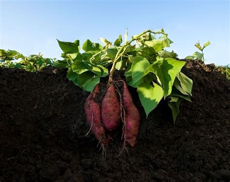 WHEN DOES SWEET POTATOES GROW AS IN MONTHS - The … - balustradellc