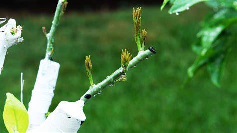 When Is Best Time To T Bud Citrus Trees - raincitystudios.com