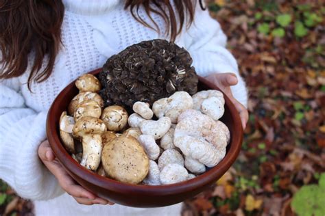 When Is The Best Season To Forage For Mushrooms - balustradellc