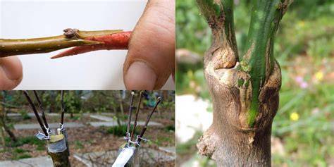 When is the Best Time for Grafting Fruit Trees: Tips for Successful ... - raincitystudios.com
