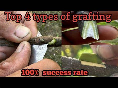 When Is The Best Time To Graft A Fig Tree - raincitystudios.com
