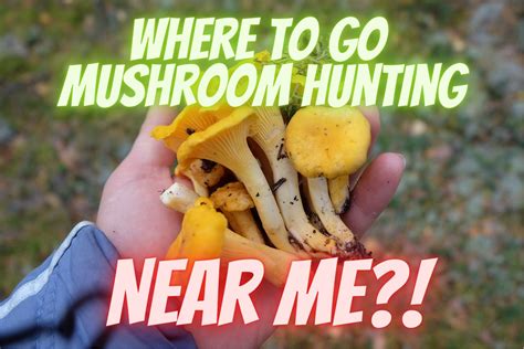 When To Go Mushroom Hunting - muktibox.com