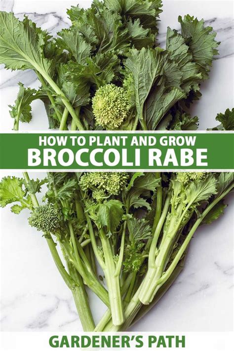When To Plant Broccoli Rabe - GardenerBible - balustradellc