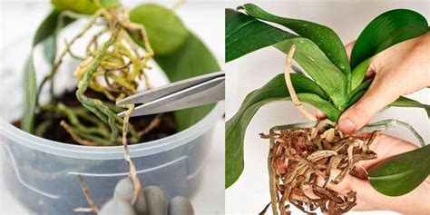 When To Repot Orchids: Key Signs To Look For - raincitystudios.com