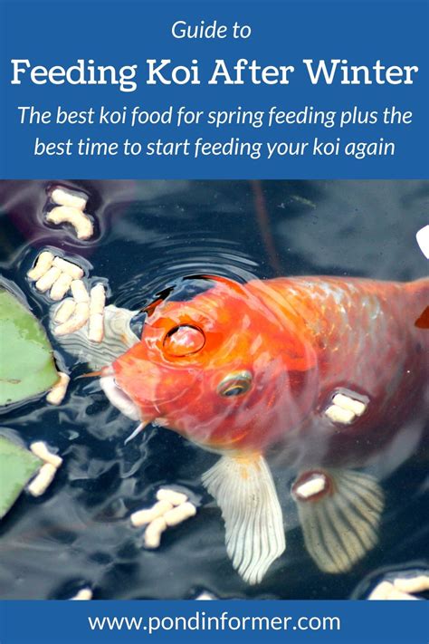 When to Start Feeding Your Koi in Spring - balustradellc