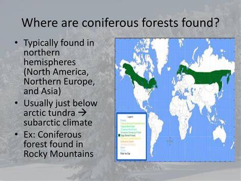 Where Are Coniferous Forests Located - [Vet Explains Pets] - raincitystudios.com