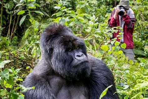 Where are the best gorilla trekking locations in Uganda - balustradellc