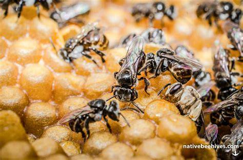 Where to Buy Australian Stingless Bees - Aussie Bee - raincitystudios.com