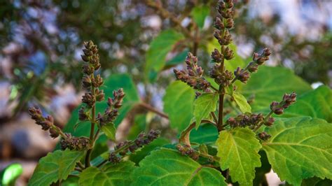 Where to Find a Patchouli Plant Near Me and How to Care for It - balustradellc
