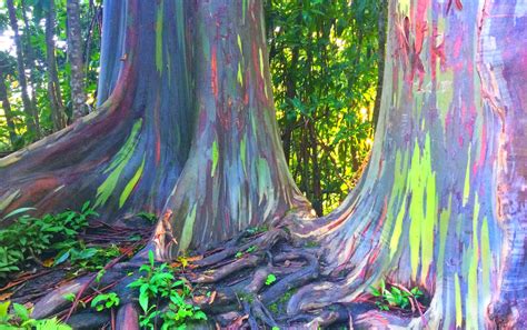 Where To Find Rainbow Eucalyptus Trees - raincitystudios.com