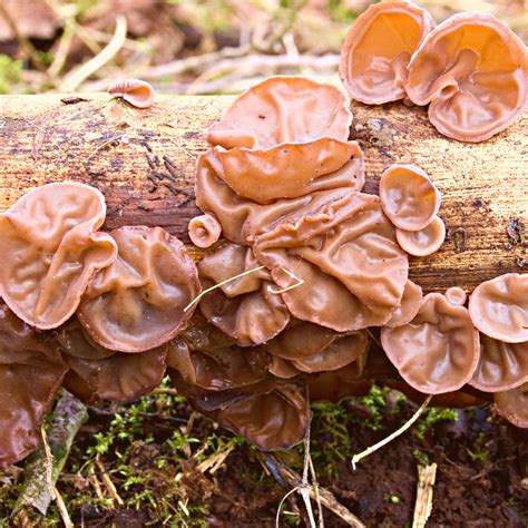 Where to Find Wood Ear Mushrooms: Foraging and … - balustradellc