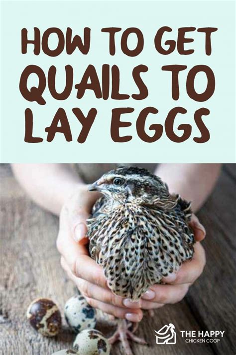 Where to Get Quails & What To Look For: A Beginner's Guide - balustradellc