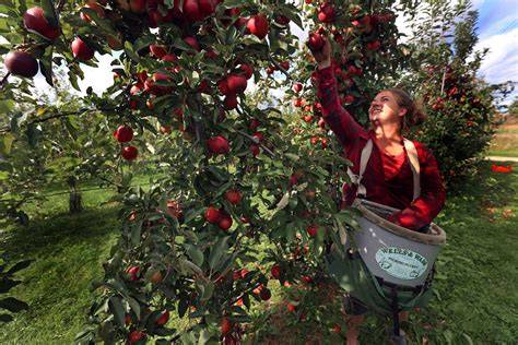 Where to go apple picking | Destination Ontario - raincitystudios.com