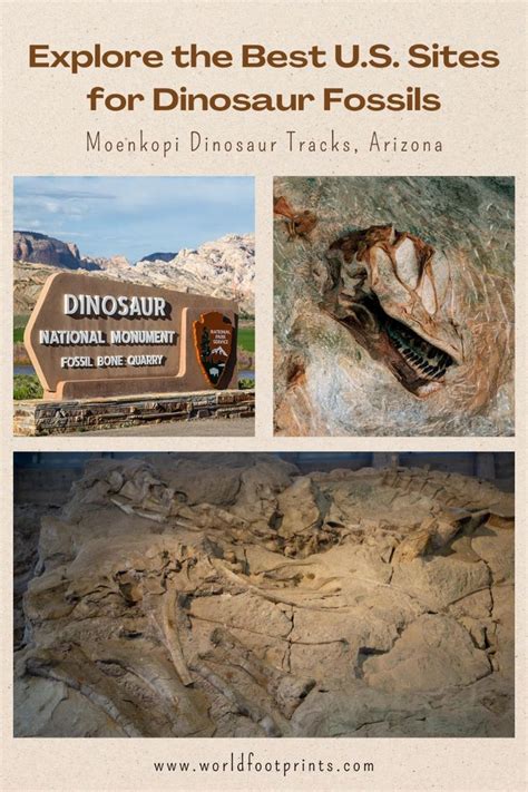Where to See Dinosaur Fossils in the U.S ... - Condé … - muktibox.com