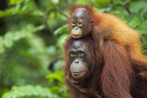 Where To See Orangutans - Horizon Guides - raincitystudios.com