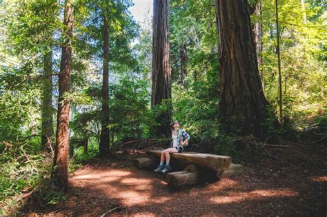 Where to See Redwoods in California (7 TOP Spots) - balustradellc
