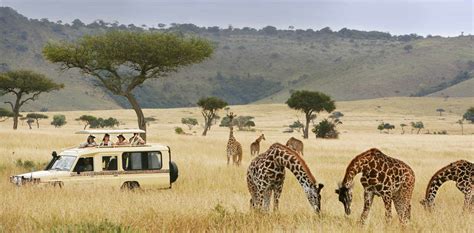 Where to See Wildlife in Africa—Top Safari Destinations. - balustradellc