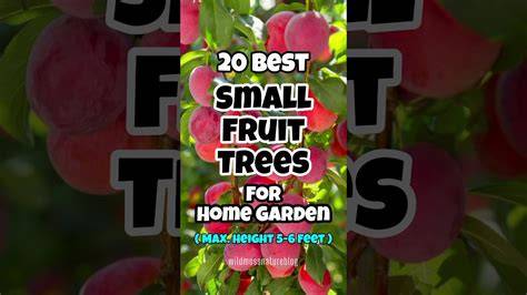 Which Fruit Tree Is Best for a Small Garden: Top Choices for Limited ... - raincitystudios.com