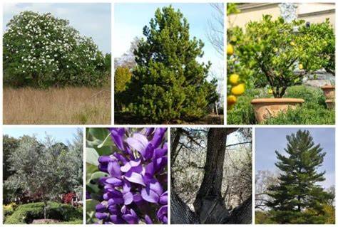 Which Fruit Trees Are Evergreen: Top Varieties for Year-Round … - raincitystudios.com