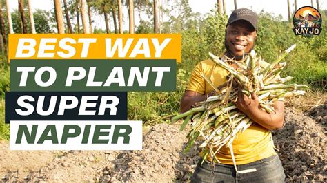Which is the best way to plant super Napier - balustradellc