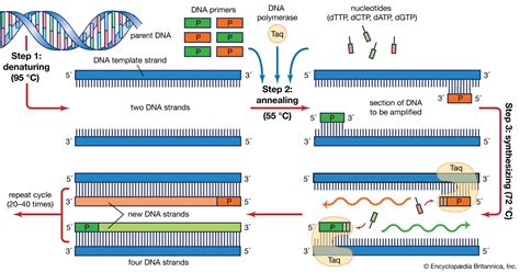 Which of the following steps are related to polymerase chain reaction ... - muktibox.com