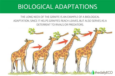 Which of the following would be a good adaptation for an organism that ... - muktibox.com