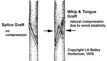 Whip and tongue graft - People's Trust for Endangered … - raincitystudios.com