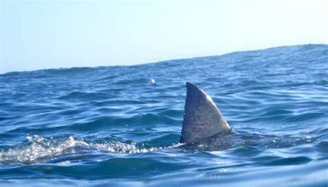 Whirlpools are hot spots for great white sharks - Futurity - raincitystudios.com