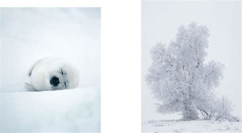 White On White: Exposure Techniques And Options - balustradellc