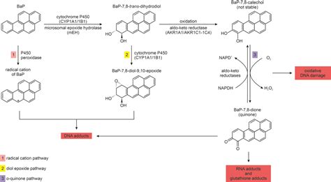 WHO/Europe Human health effects of polycyclic aromatic …