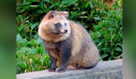 WHO: Raccoon dog data give clues to COVID origin — but no definitive answer