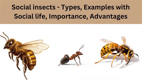 Who Are The Social Insects - muktibox.com