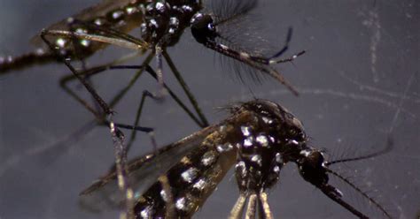 WHO chief scientist warns of endemic dengue in Europe, US