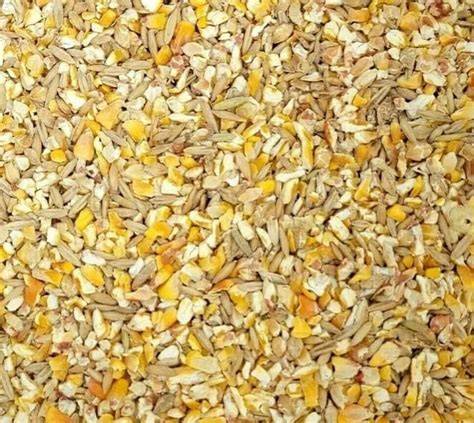 Whole grains and Ducks. Need some feed advice. - raincitystudios.com