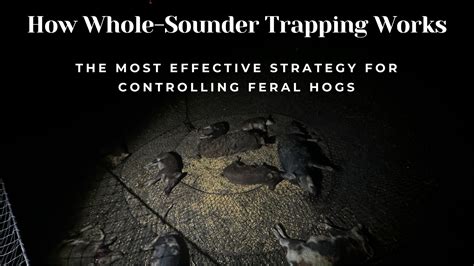 Whole-Sounder Trapping: The Smartest Way to Trap … - balustradellc