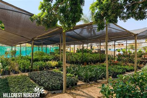 Wholesale Agrawood plant nursery Call 9706604583 - balustradellc