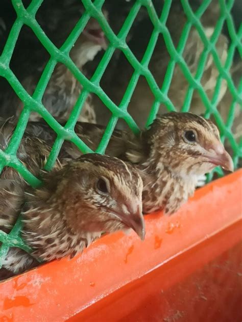 Wholesale Quails: About Raising Quails - Paperback - Faire - balustradellc