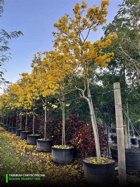 Wholesale Tabebuia (Trumpet Tree) | Wholesale Nurseries - raincitystudios.com